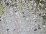 image of grave number 281783